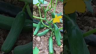 खीरे की खेती🥒 | Kheera ki kheti | Vegetable farming |#shorts #farming #cucumber #shortvideo