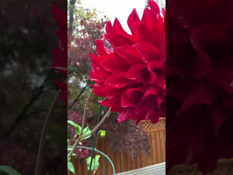 11月里欣赏大丽花需登梯 / Ladder is needed to enjoy this gorgeous Dahlia in November