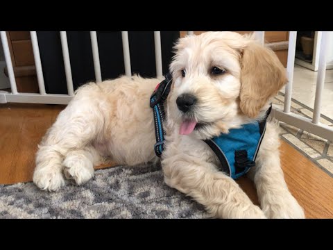 12 Weeks Old Goldendoodle/生後12週ゴールデンドゥードル