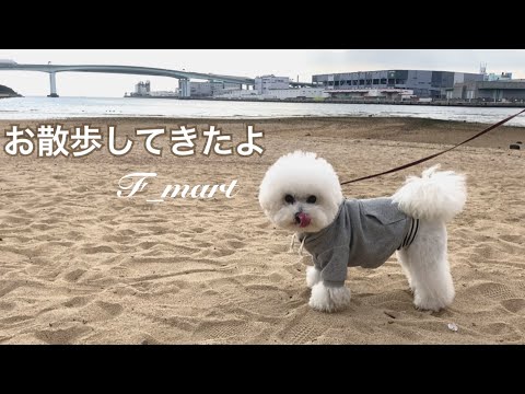 お散歩してきたよ　-ビションフリーゼ犬ｰ