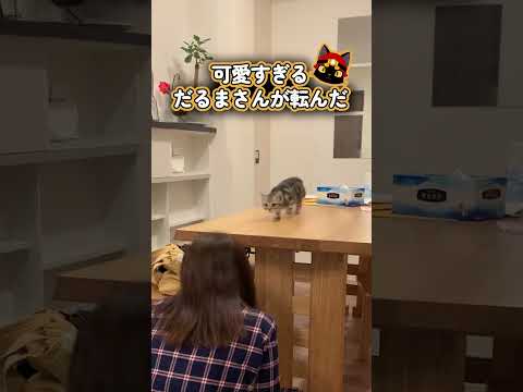 子猫と「だるまさんが転んだ」をしたらオチがかわいすぎた