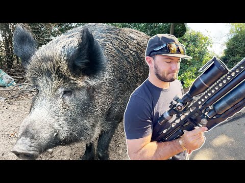 Our Pet HOG Is DANGEROUS He Had To Go {Catch Clean Cook}