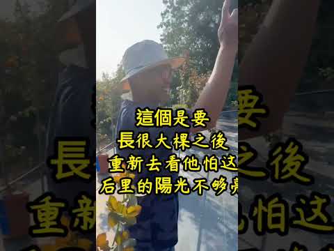 在台中，巧遇台灣的（玫瑰花達人） 他說……是（第一名）2024-4 27 this is Taiwan 🇹🇼