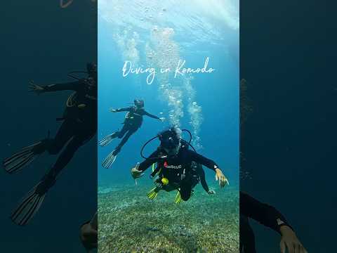 Diving in Komodo #shorts #youtubeshorts #travel#solotravelvlog