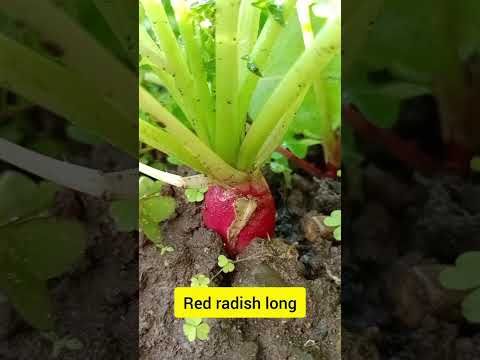 growing different varieties of radish