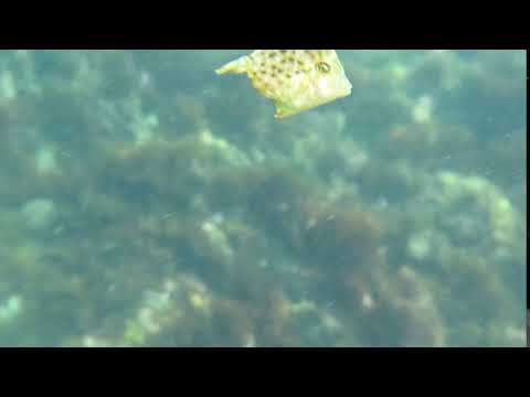 真鶴番場浦　アミメハギの幼魚　2018年7月15日