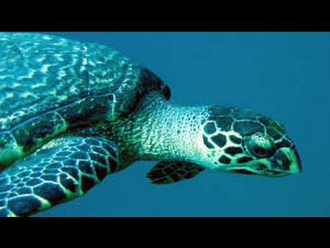 Sea Turtles Documentary HD - hidden secretes of the flying sea turtles