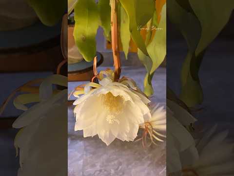 Nightqueen Blooming Time Lapse. ..🌸    #nightqueen #timelapse #balcony