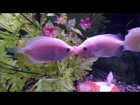 Fish Kiss and Make Up (original video)