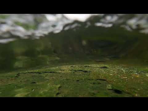 DJI OSMO Action 3 underwater 4k 120fps 🔥🔥