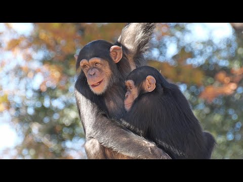 Beautiful Plum's Day 1 hour 8 minutes 　Tama Zoo Chimpanzee 202412