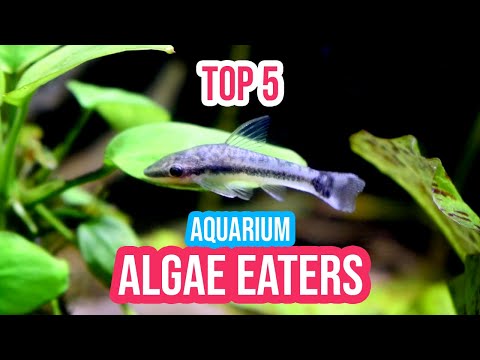 Top 5 Algae Eaters for Your Aquarium: Fish, Shrimp, and Snail!