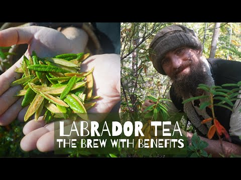 Labrador Tea - The Brew with Benefits