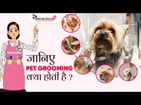 Pet Grooming Service क्या है जानें क्यों है ये आपके  प्यारे Pet के लिए ज़रूरी ? Pet Care  Expert