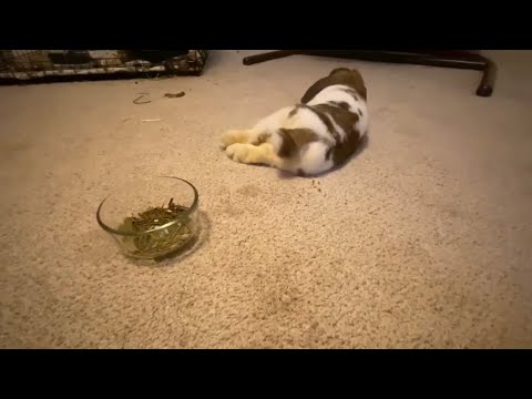 RABBIT CAGE CLEANING