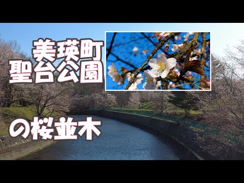 美瑛町聖台公園の桜並木2023/5/2