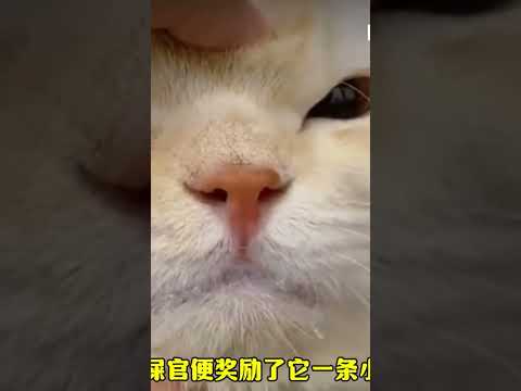 Cat Screaming Like Human Being