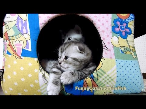 Sleepy Newton and polite Naomi | Too Cute Kittens