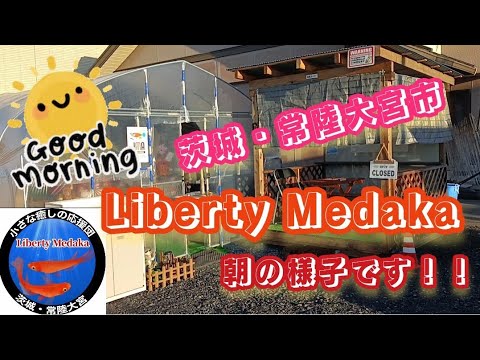 【Liberty Medaka】開店から三日目、朝の様子と開店祝いとご来店頂きました皆様にメッセージ★#メダカ #メダカ屋  #茨城メダカ #めだか #改良メダカ #LibertyMedaka