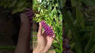 ഇതിന്റെ പേരറിയാമോ??❗...||gardening malayalam ||#gardening