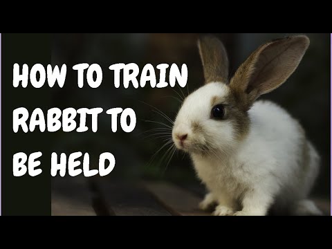 How To Train Rabbit To Be Held