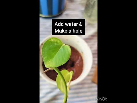 grow plants in broken cups #homedecor #tips #tipsandtricks #plants #moneyplant #money #ytreels #yt