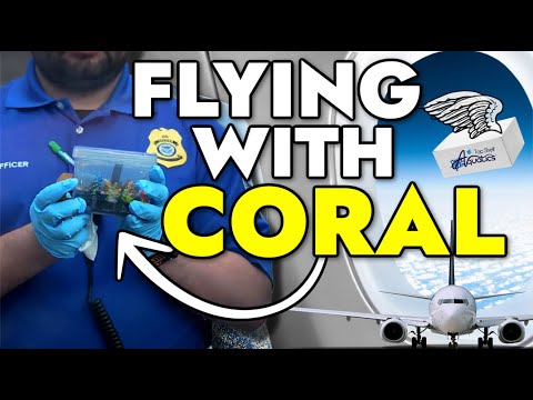 How To Travel With Coral Through TSA Security Checkpoints