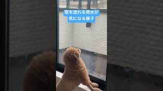 雨水が気になる羊カットのトイプードル