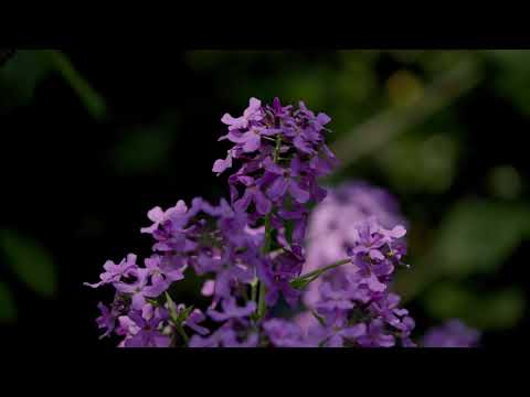 Our Money Doesn't Grow on Trees garden at RHS Chelsea Flower Show 2024