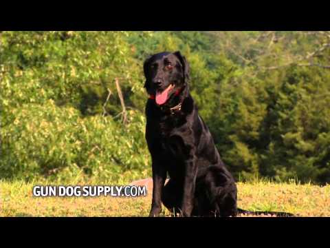 Gundog Spot & Segment 23 Training Steady to Shot