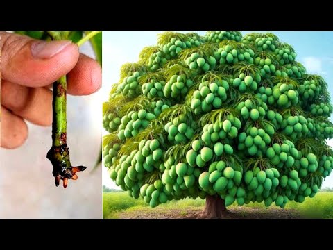 How To Propagate Mango Tree From Cutting