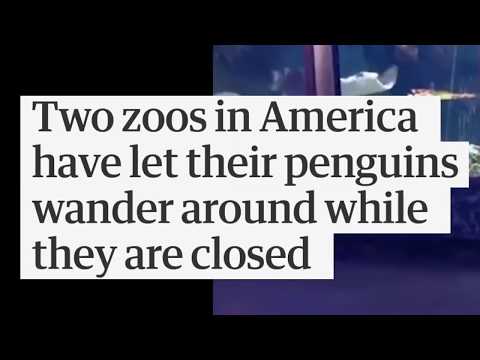 Penguinz