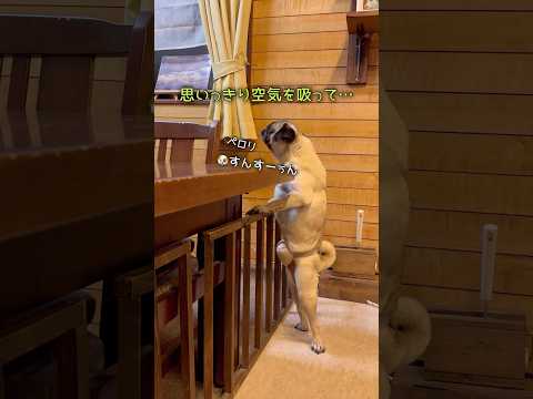 炭火焼き地鶏の誘惑にさらされたドン #パグ #pug #パグのいる家