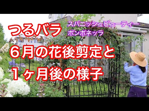 つるバラ🌹花後剪定　1ヶ月後の様子