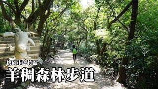 羊稠森林步道～百年古道蛻變為怡人的森林健行步道（桃園市蘆竹區)