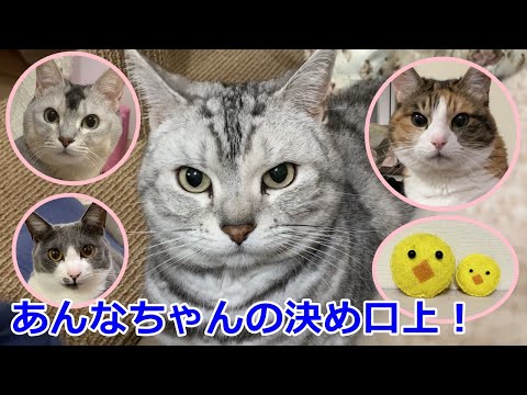 猫姉妹からお礼とあんなちゃん寅さん風決め口上！おしゃべりペット