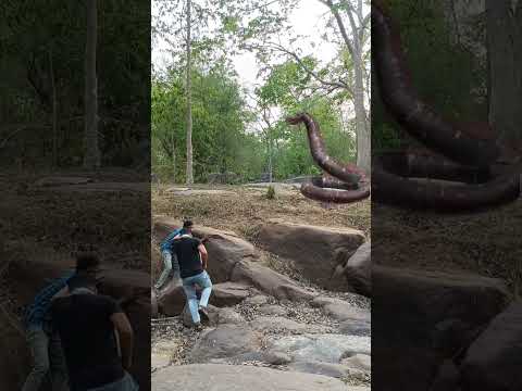 Snake attack #shorts #short#viral  #youtubeshorts #trending#reels  #youtube #video