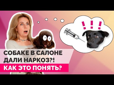 Животному на стрижке дали наркоз? Как понять? Законно ли применение грумером наркоза?