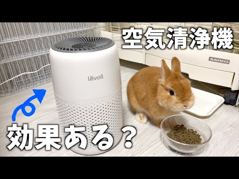 【２ヶ月経過】うさぎ部屋に空気清浄機は効果があるのか？【ネザーランドドワーフのコッペ】