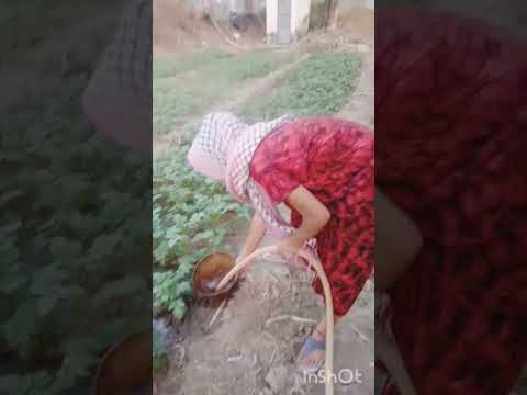 Potato farming #poteto #farming #villagelife #nature #trending