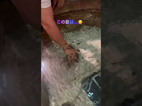 そらチャンネル　ドクターフィッシュに愛された男　#こどものいる暮らし   #かりゆし水族館　#おきなわ   #ドクターフィッシュ   #shorts