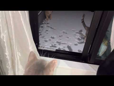 【ねこ動画】5にゃんず 初めての雪❄