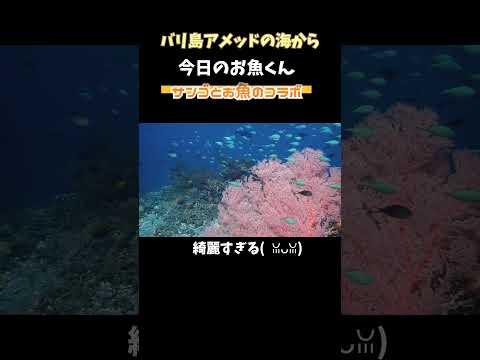 枝サンゴに群れるデバスズメダイとイソバナのアングルが美しい。#癒し の #水中動画 ! relax video in the underwater of amed  bali. #shorts