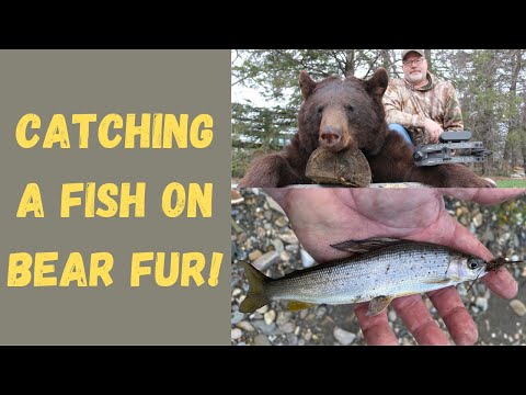 I caught a fish on bear fur! More Grayling Fishing in British Columbia and Alaska in a future video!