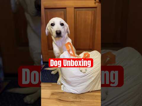 My Dog's Unboxing Adventure: Expect the Unexpected!