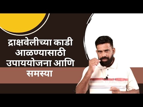 shrihari ghumare |द्राक्षवेलीच्या  काडी  आळण्यासाठी उपाययोजना  आणि  समस्या