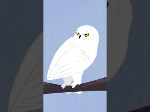 Use your Creature Powers to solve this I Spy!🦉 | PBS KIDS #Shorts