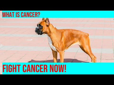 Boxers and Cancer: Raising Awareness and Understanding