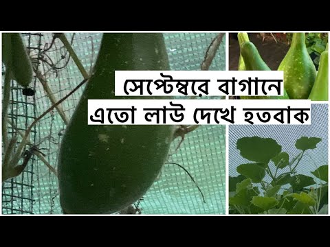 সেপ্টেম্বরে বাগানে  এতো লাউ দেখে হতবাক /৪/৫ দিনে লাউ গুলো হারবেসট করার উপযোগী হবে