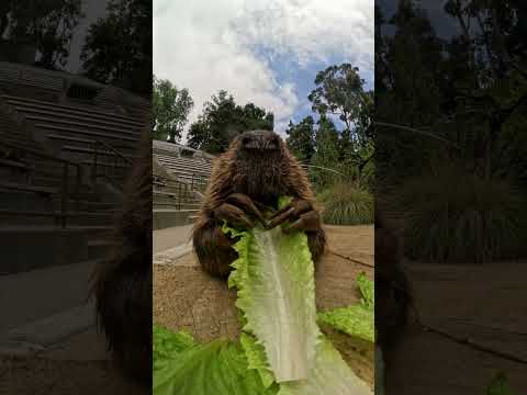 Lunch Date with Peanut the Beaver